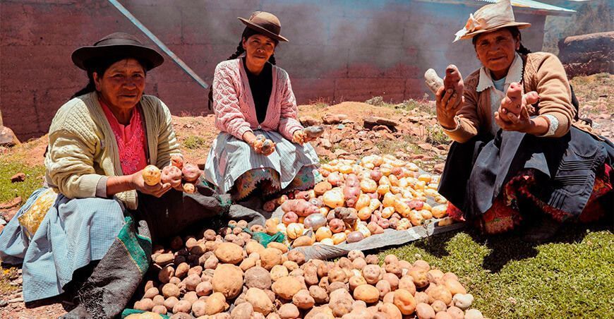 productoras de papas nativas Huánuco Perú