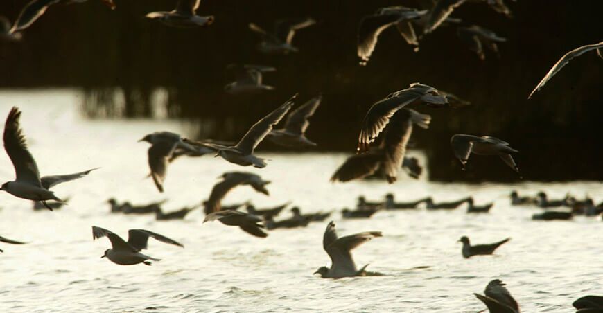 aves migratorias cambio climático