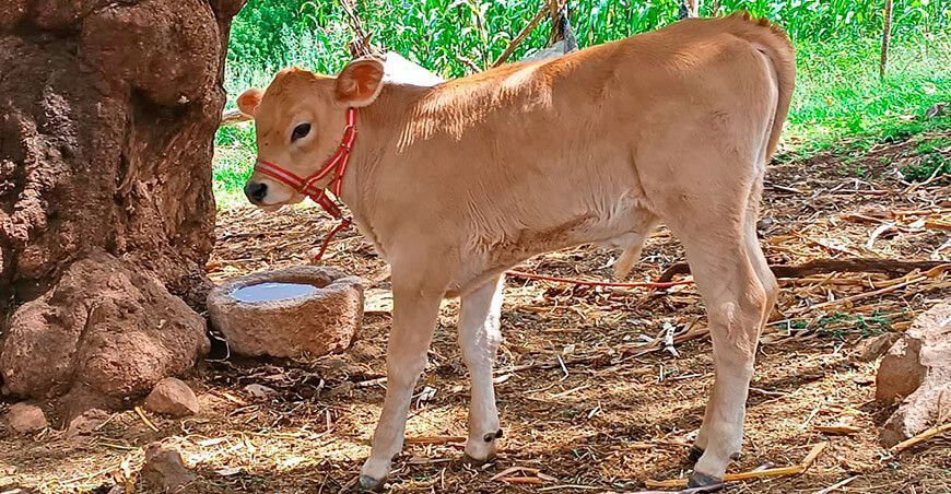 Nacen 92 becerros mediante inseminación artificial en Huanca Sancos en Ayacucho Perú
