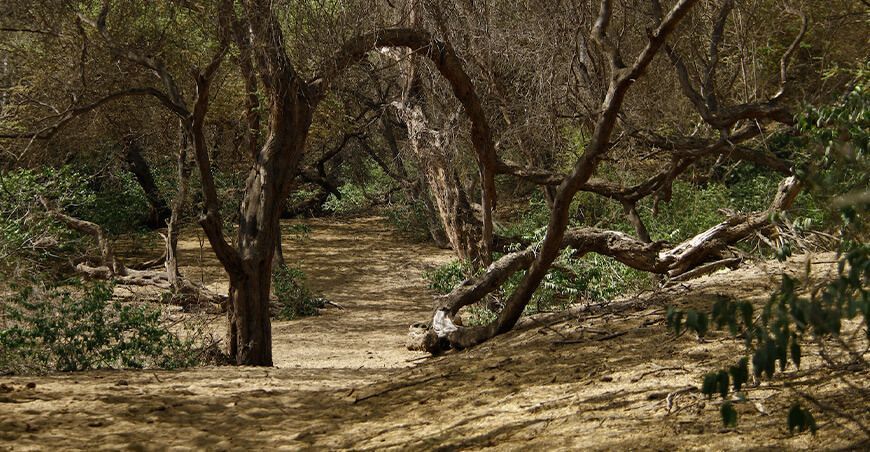 restauración de bosques secos en el norte peruano