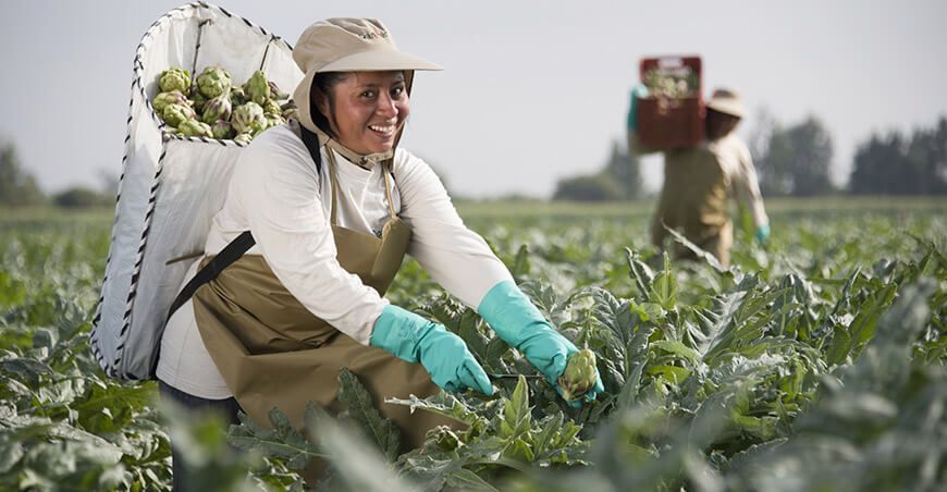 cosecha exportación alcachofa Perú