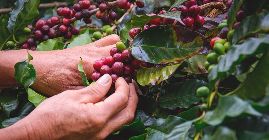 cultivo de café Perú