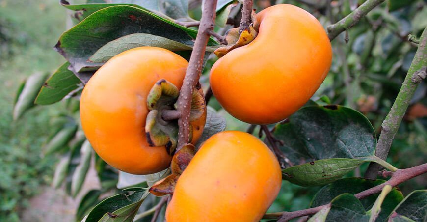 cultivo de caqui Perú