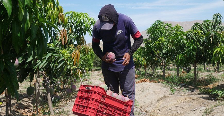 cosecha cultivo de mango Ancash Perú