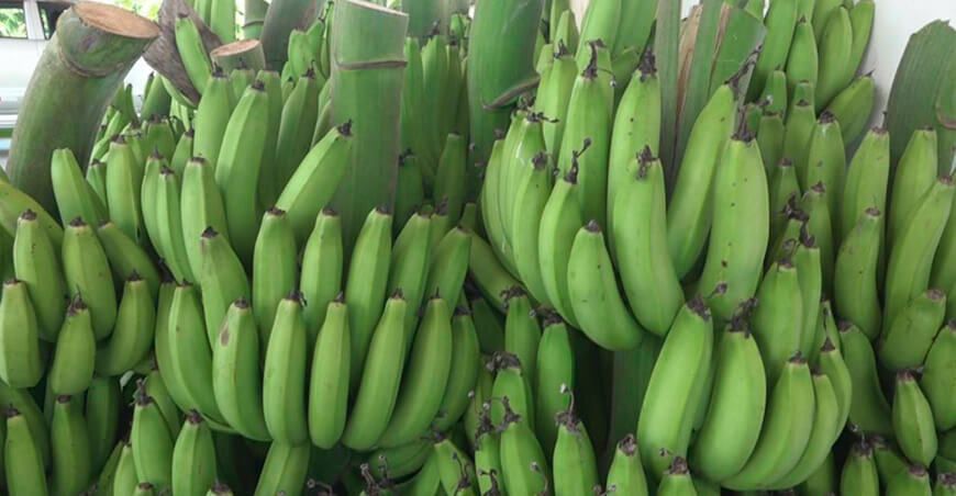 cultivo y cosecha de plátano Perú