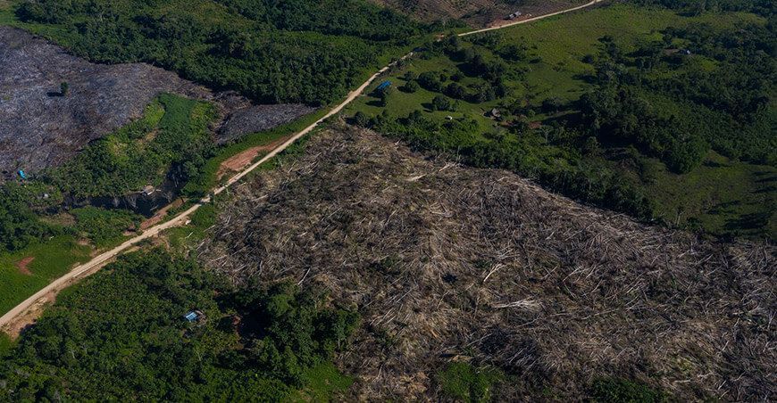 La SPDA rechaza modificación de Ley Forestal y de Fauna Silvestre que legalizaría la deforestación