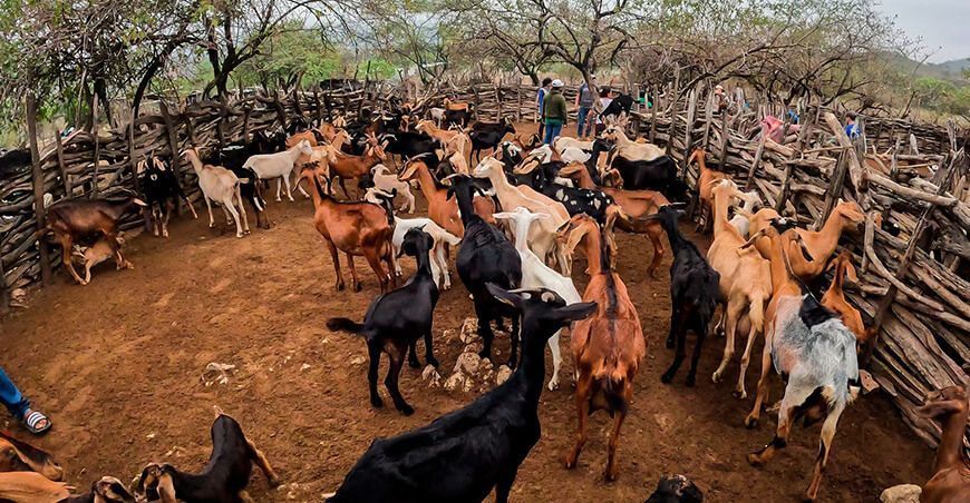dosifican caprinos Piura Perú