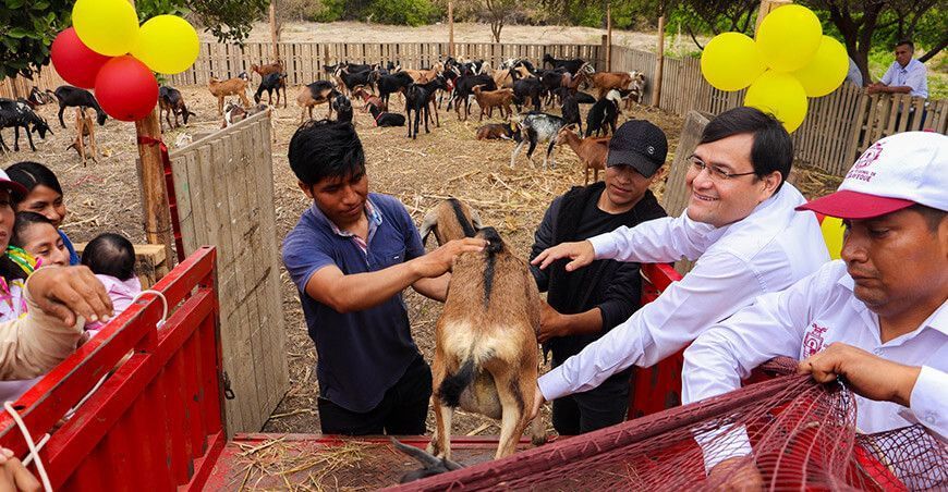 Mejorarán ganadería caprina para producción láctea en Mórrope en Lambayeque Perú