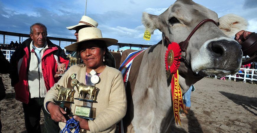 Expo Feria Reyes Espinar  ganadería vacunos Puno Perú