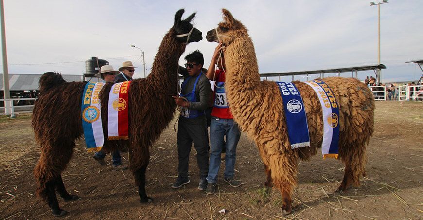Expo Feria Reyes Espinar 2024 feria ganadera camélidos sudamericanos Perú llamas 
