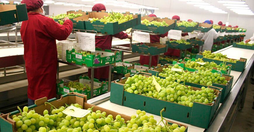 exportación de uva Perú