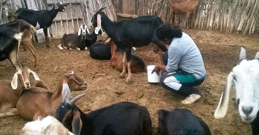 ganadería caprina está en las razas lecheras INIA Perú