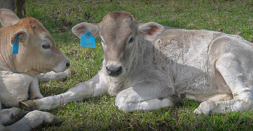 nacimiento de 450 terneros mediante inseminación artificial Huánuco Perú