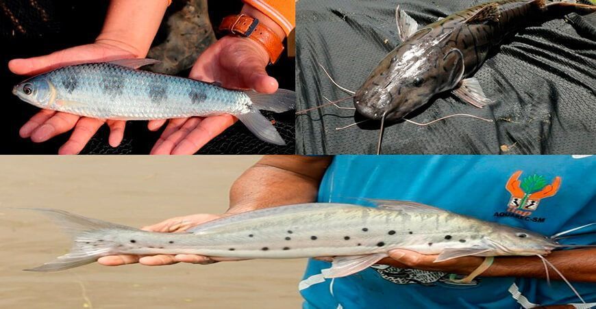Científicos peruanos innovan en la reproducción sostenible de peces amazónicos