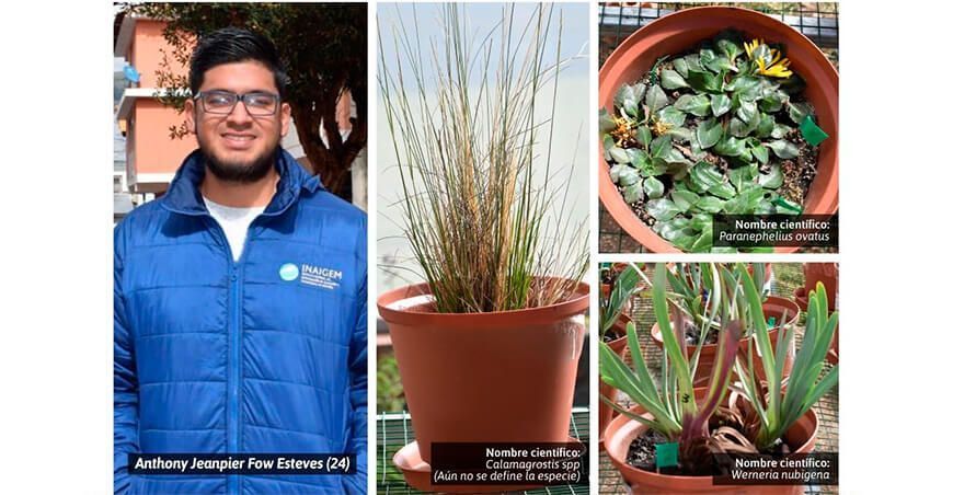 Ingeniero peruano lidera investigación pionera en fitorremediación de suelos Perú
