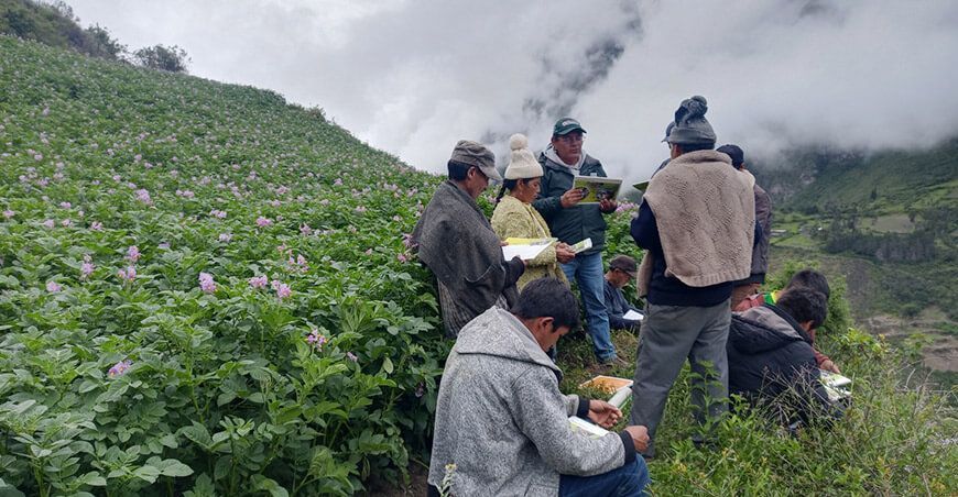 Productores de Yanacona mejorarán calidad genética de la papa mediante capacitación INIA Perú