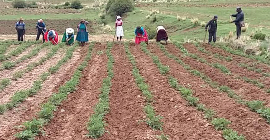 Productores de Chucuito adoptan tecnologías para reducir pérdidas en cultivo de papa Imilla Negra en Puno Perú