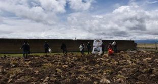 Instalan parcela demostrativa para producción de avena forrajera en Huayre en Junín INIA Perú