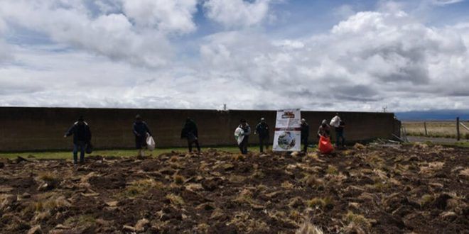 Instalan parcela demostrativa para producción de avena forrajera en Huayre en Junín INIA Perú