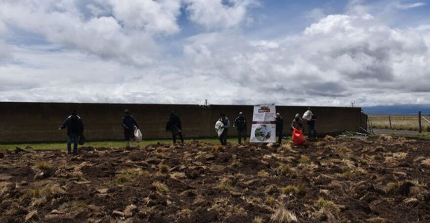 Instalan parcela demostrativa para producción de avena forrajera en Huayre en Junín INIA Perú