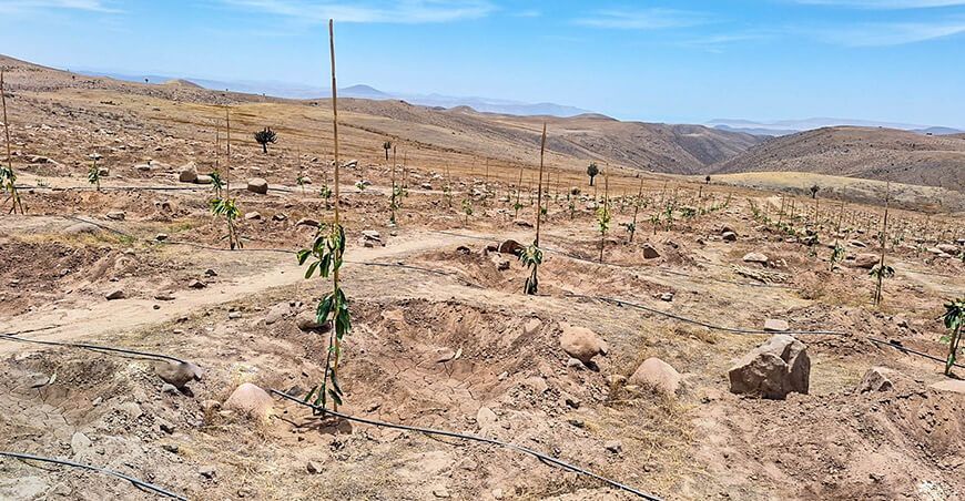 Con 23 800 plantones de palto amplían frontera agrícola en Lucanas en Ayacucho Perú