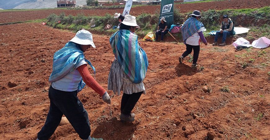 Incrementarán semillas de quinua variedad INIA 438 Acollina en Junín Perú