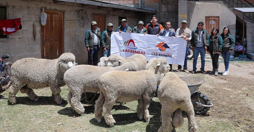 Las Bambas impulsa el fortalecimiento y la mejora genética de ovinos en Apurímac