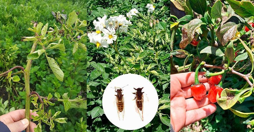 Plaga de psílido causa estragos en cultivo de papa en Ecuador