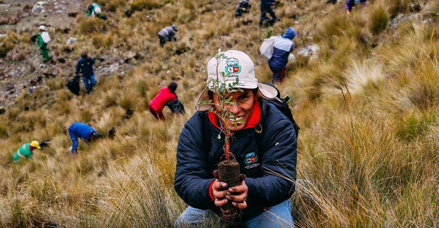plantones de queñua forestación Apurímac Perú