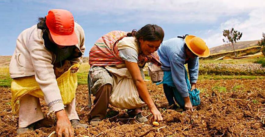 productores de papa cosecha Perú