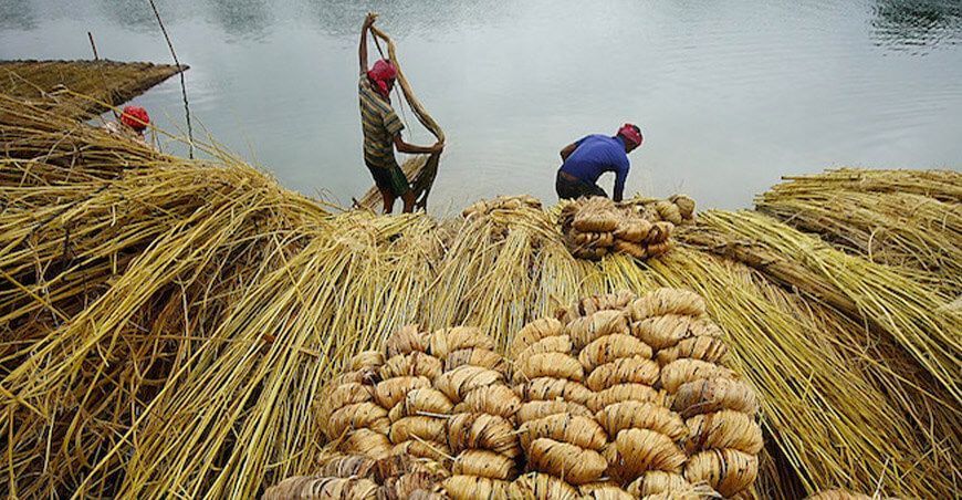 Promoverán la siembra, producción e industrialización de la planta de yute en Perú