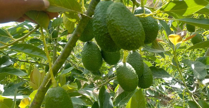 exportación de palta Hass Perú