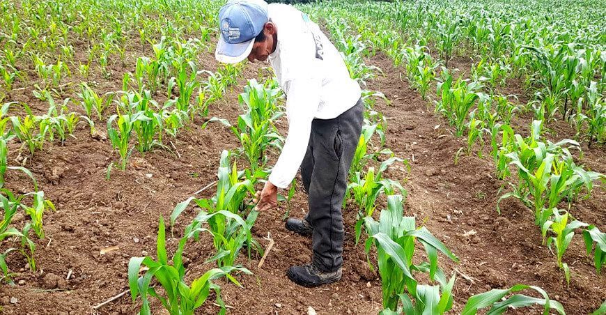 productor cultivo de maíz Perú