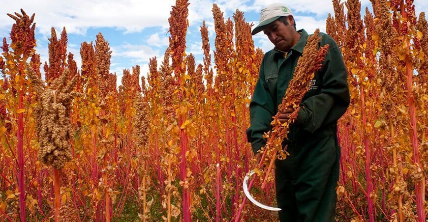 productor de cultivo de quinua sello nacional de Biocomercio Perú