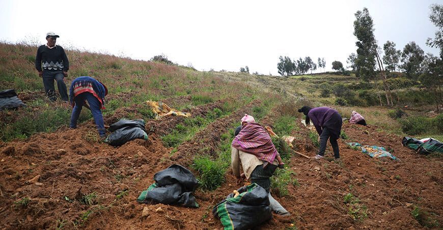productores cosecha de papa Junín Perú