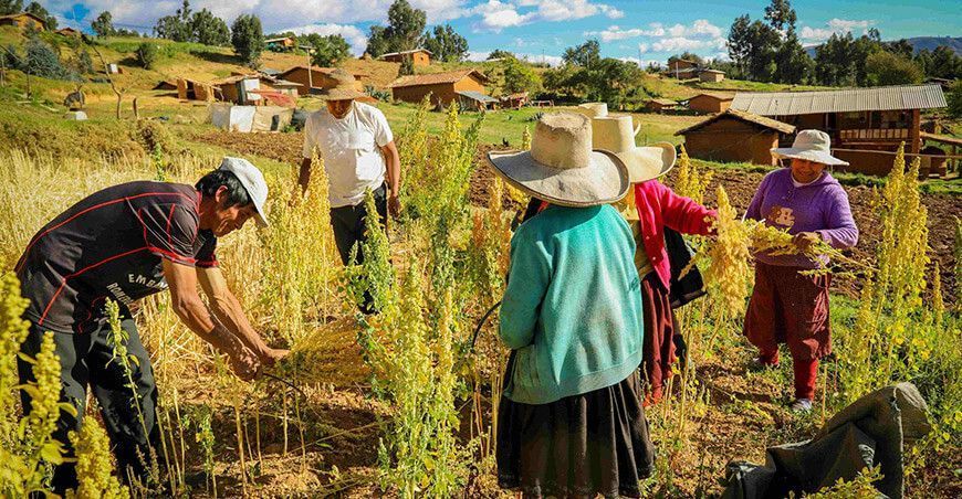 productores de cultivo de quinua Perú