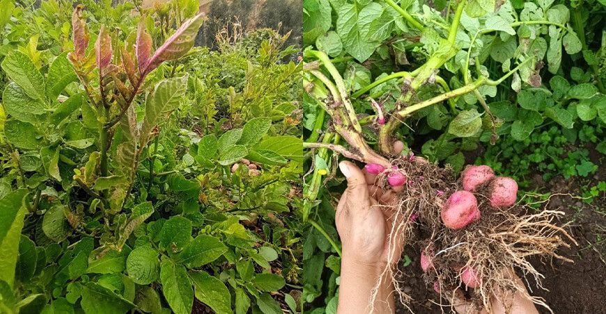 Psílido, nueva plaga que amenaza al cultivo de papa en el Perú
