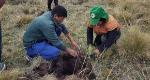 Cajamarca planta 8 millones de árboles en una jornada forestal reforestación