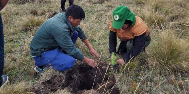 Cajamarca planta 8 millones de árboles en una jornada forestal reforestación