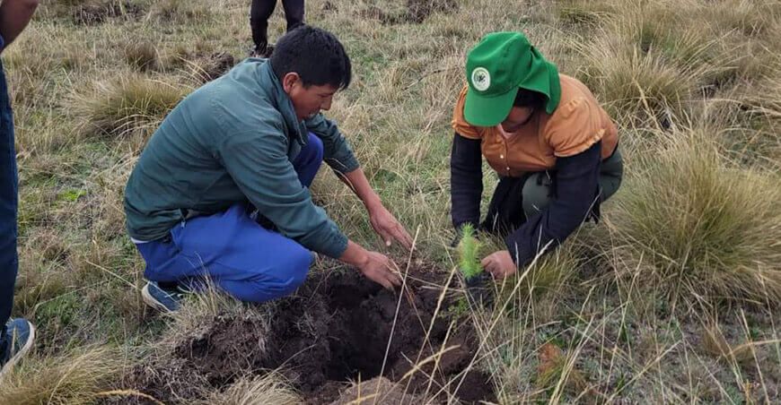 Cajamarca planta 8 millones de árboles en una jornada forestal reforestación