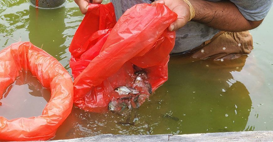 repoblamiento peces amazónicos lagunas San Martín Perú