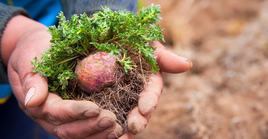 sello nacional de Biocomercio cultivo maca Perú