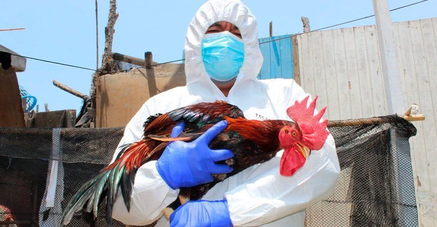 Senasa establece medidas para controlar epidemia de gripe aviar