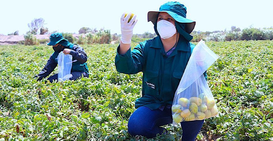 Plan anual de monitoreo para residuos químicos en alimentos y piensos Senasa Perú