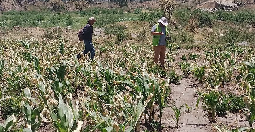 sequía déficit hídrico afecta cultivo maíz productores Perú