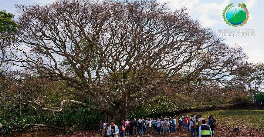 Emblemático ficus de más de 200 años es reconocido como árbol patrimonial en Quellouno en Cusco Perú