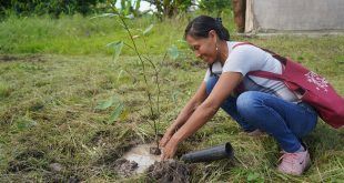 Serfor instalación plantones forestales Junín Pasco
