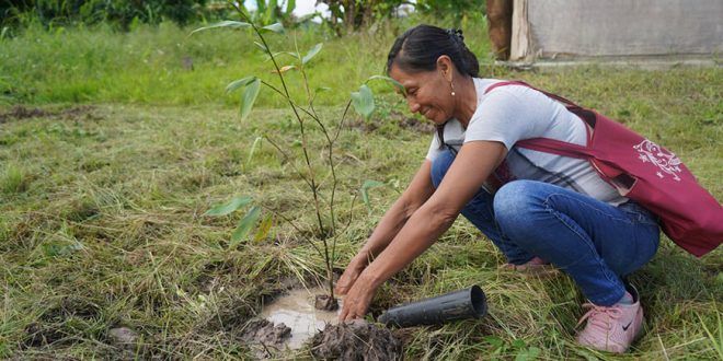 Serfor instalación plantones forestales Junín Pasco