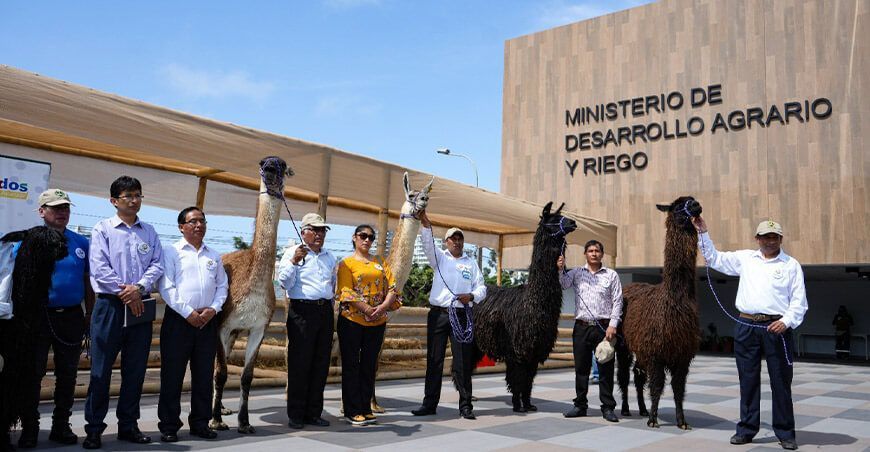 Midagri oficializa el inicio del “Año Internacional de los Camélidos 2024”