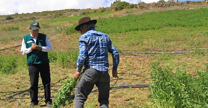 Agro Rural destinó más de S/600 millones en apoyo al sector agropecuario